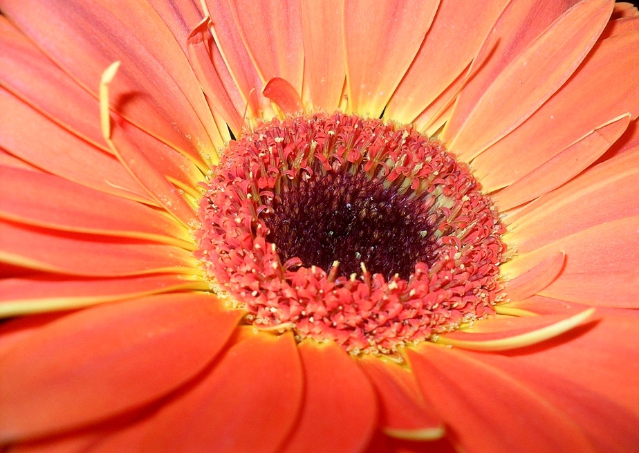 Gerbera