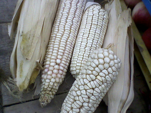 fehér kukorica