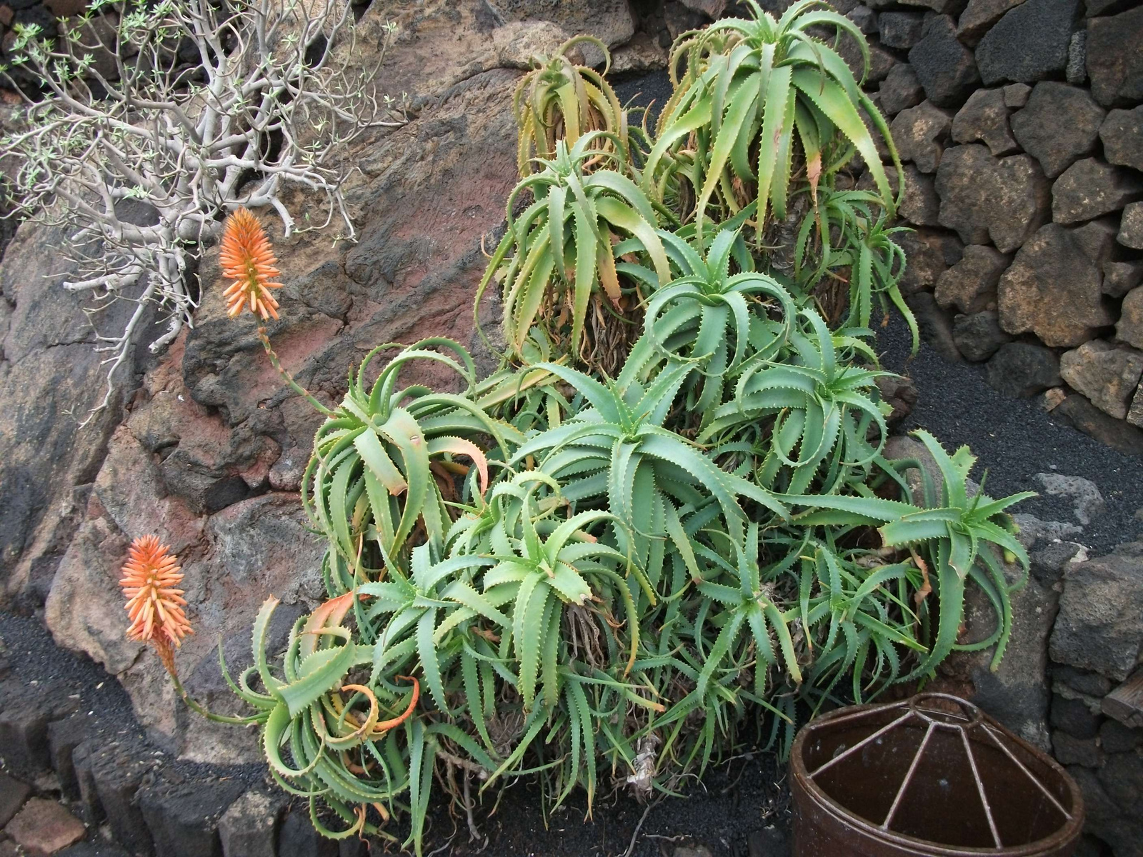 Jameos del Agua