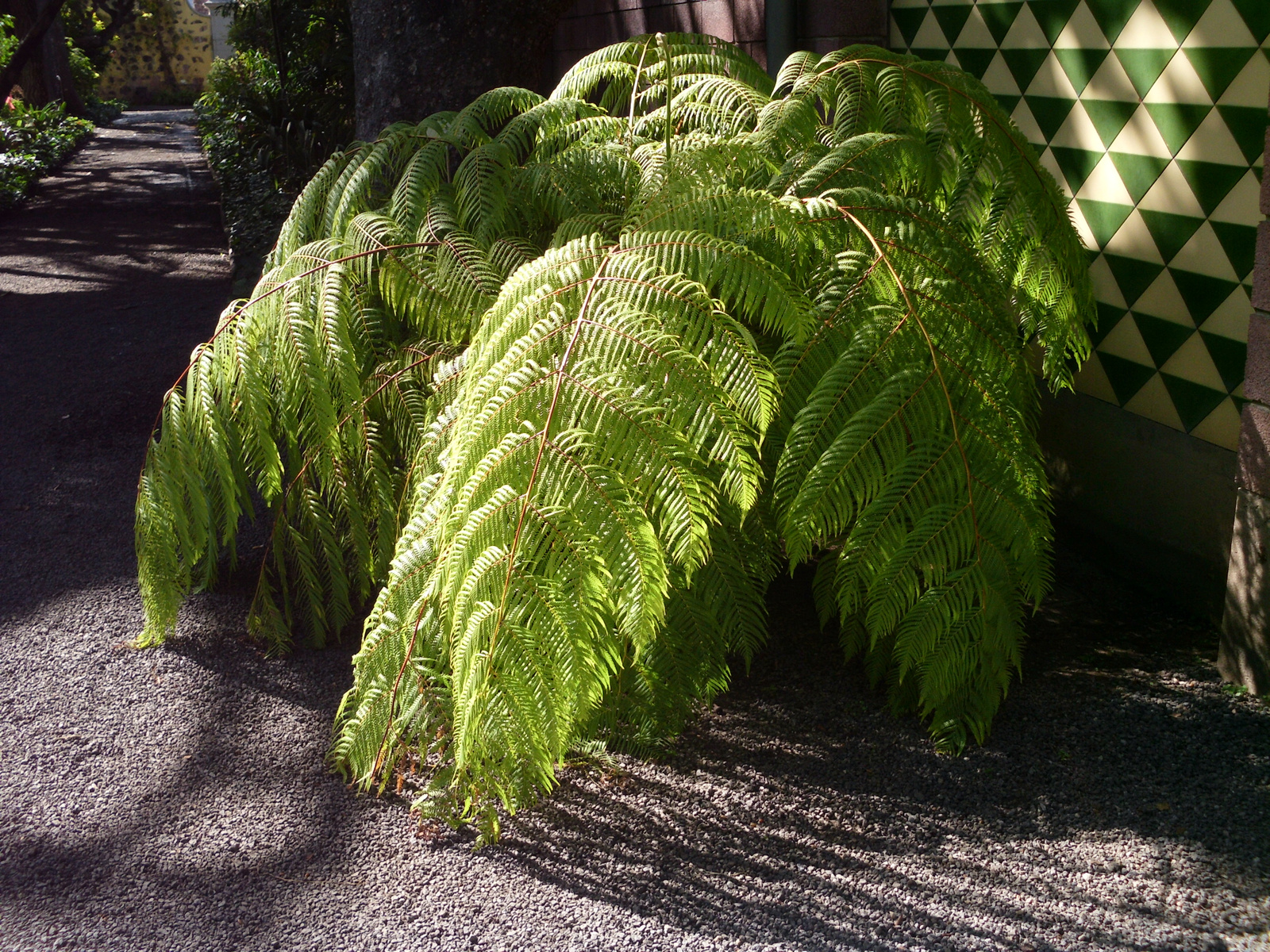 Pto Cruz arborétum