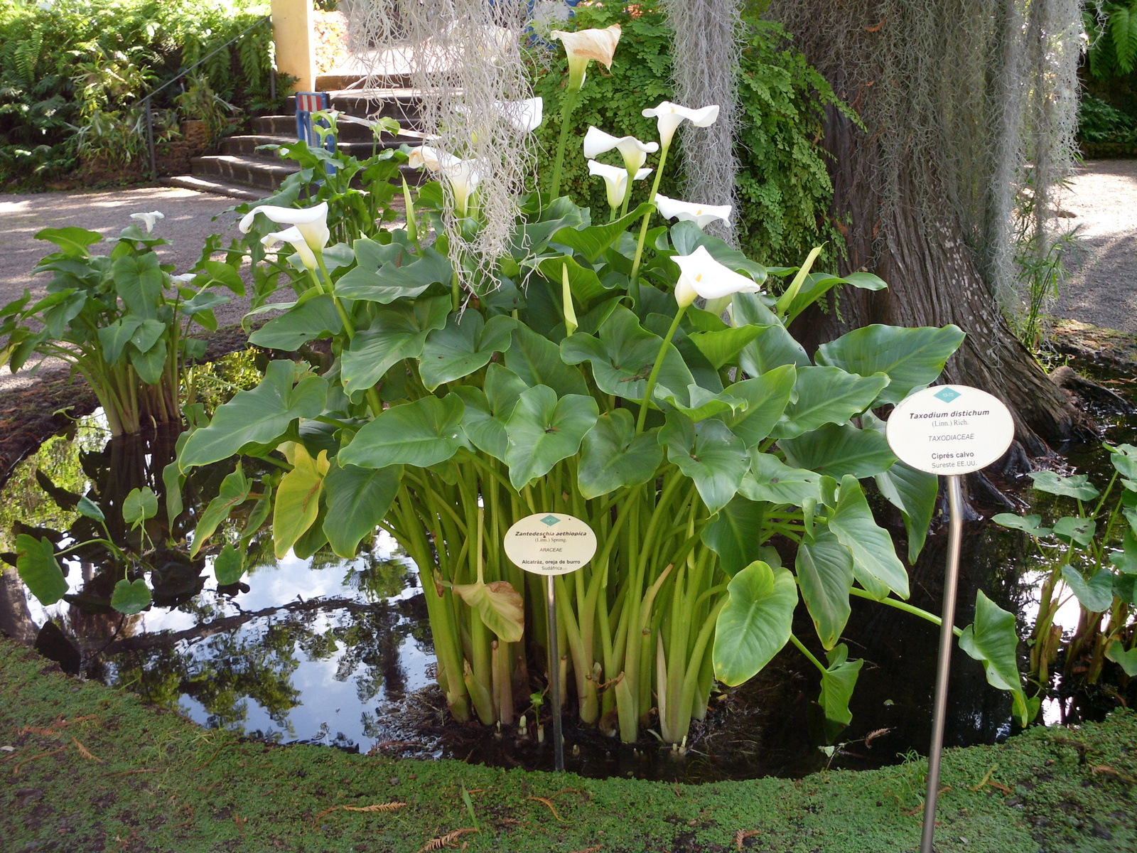 Pto Cruz arborétum