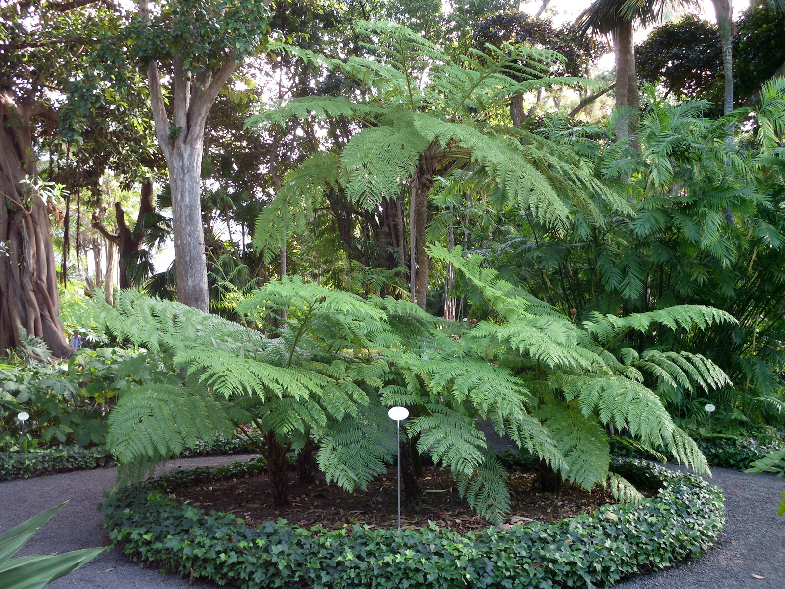 Pto Cruz arborétum