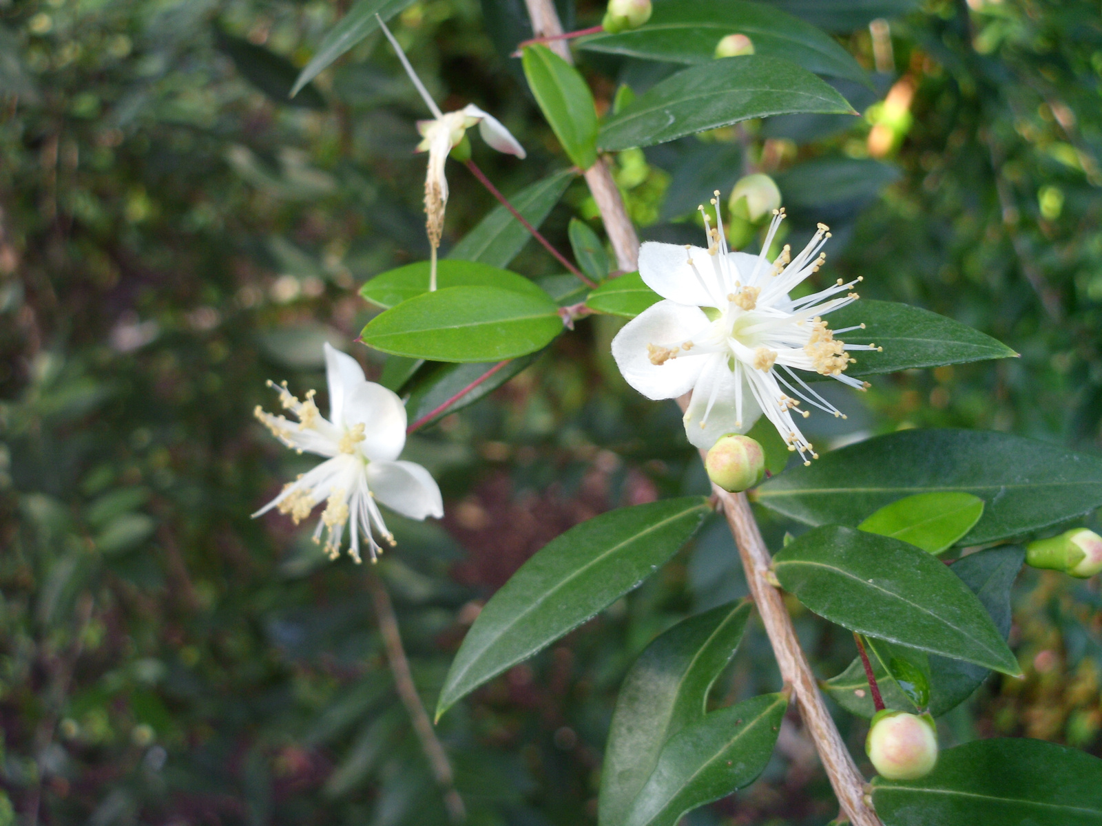 Pto Cruz arborétum