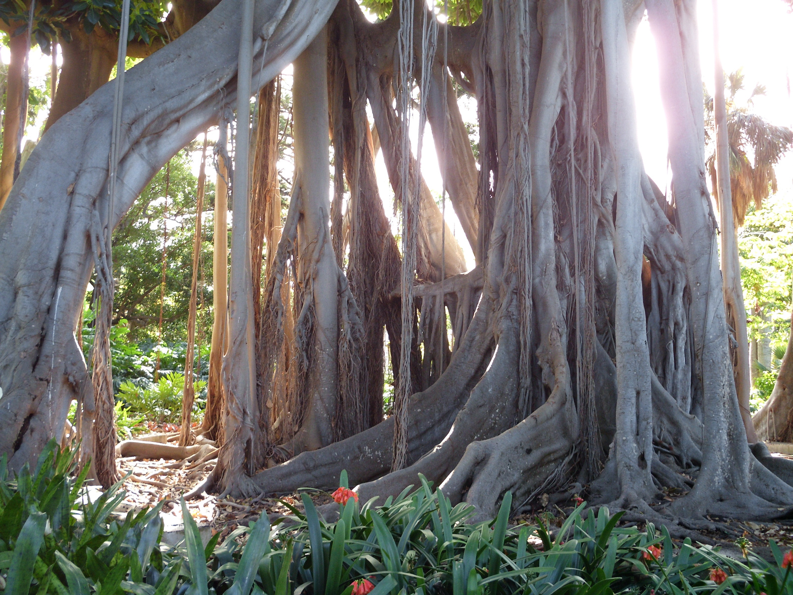 Pto Cruz arborétum