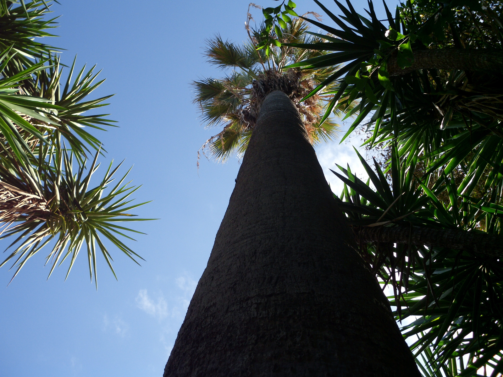 Pto Cruz arborétum