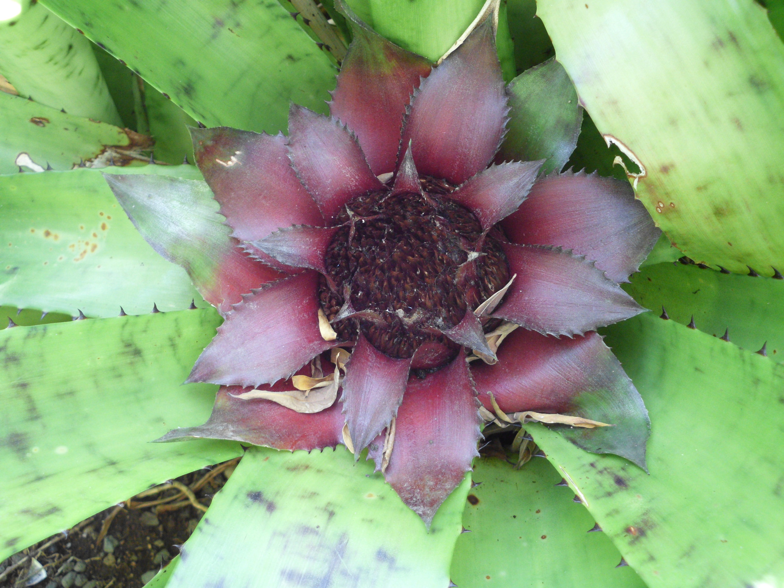 Pto Cruz arborétum