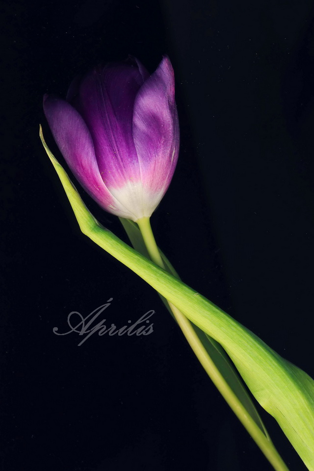 Tulipán-április-640×960