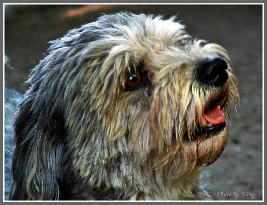 Bichon havanese