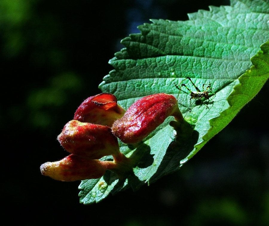 Gubacsatka / állítólag