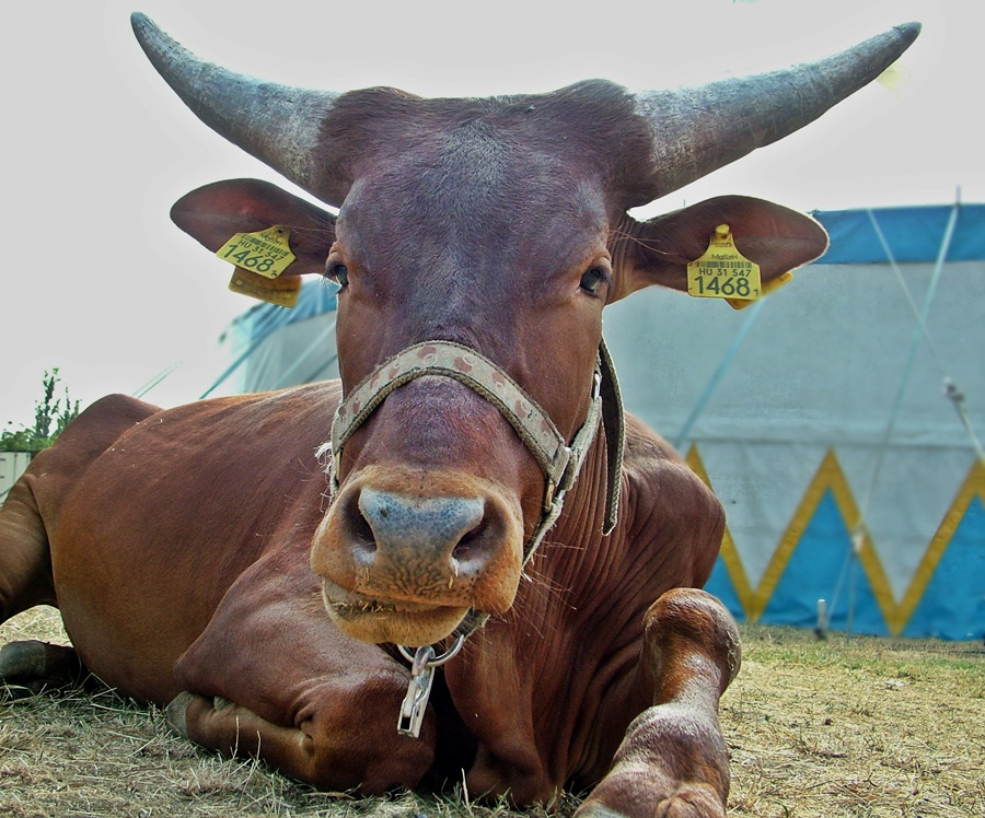 Zabos Watusi