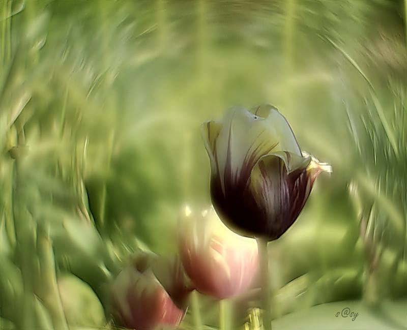 Fekete tulipán aurája