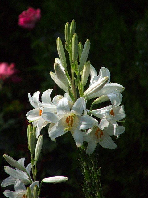 Fehér liliom/Lilium candidum