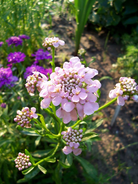 Kerti tatárvirág /Iberis umbelata