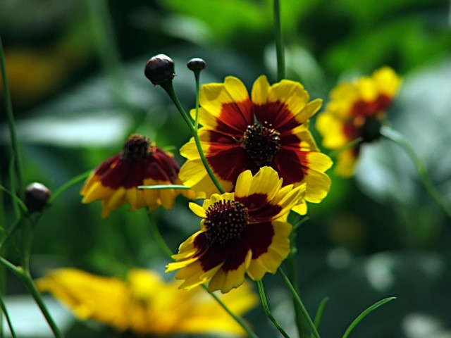 Menyecskeszem/Coreopsis tinctoria