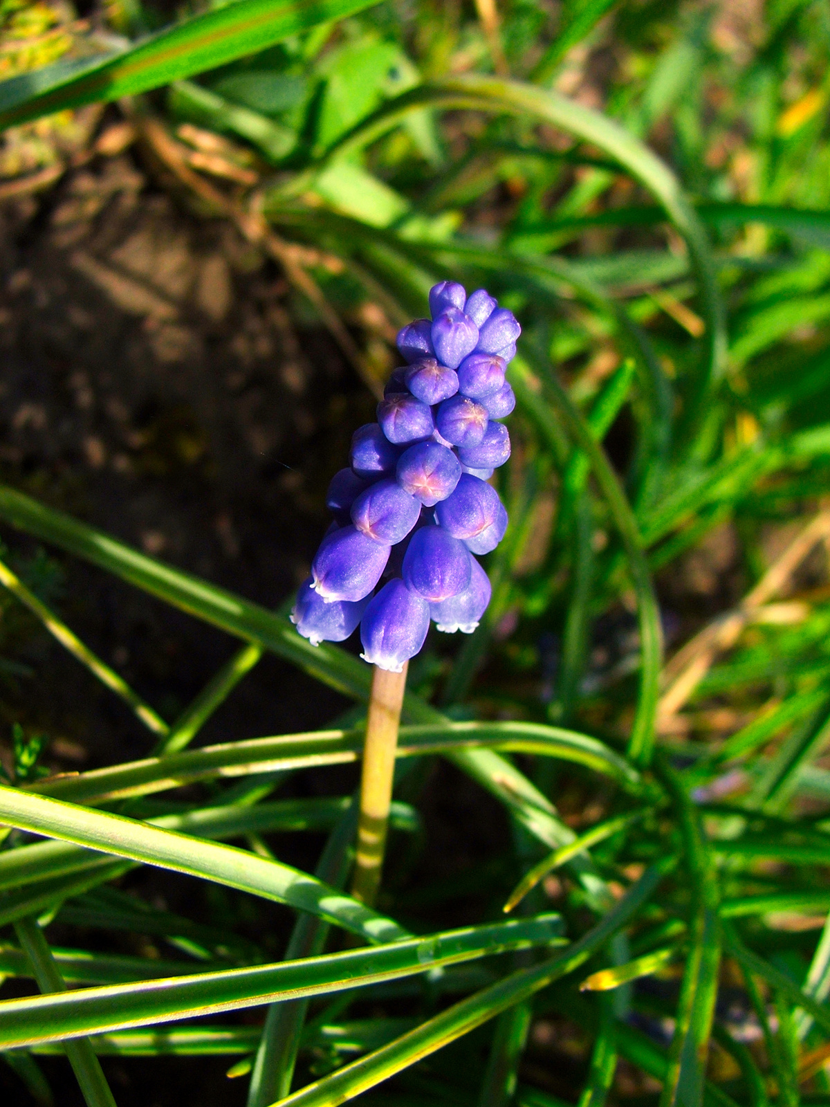 Muscari armaniecum-Örmény gyöngyike