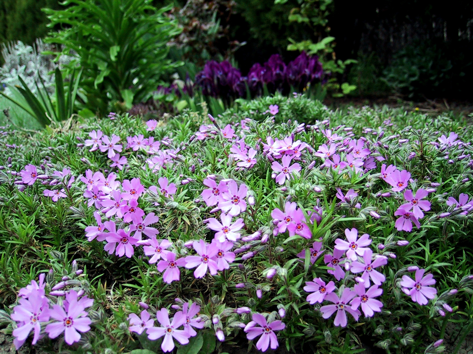 Phlox