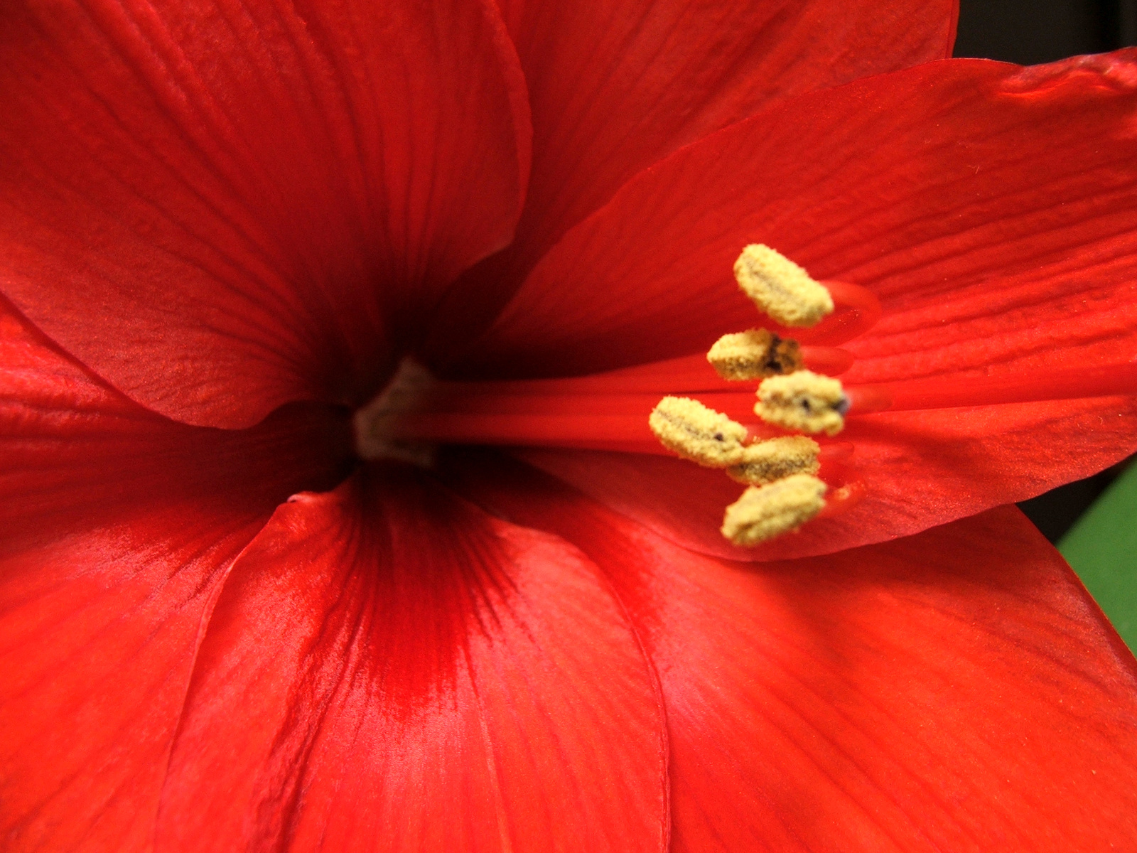 Amaryllis