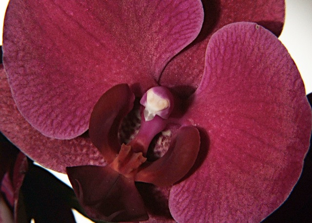 Orchidea