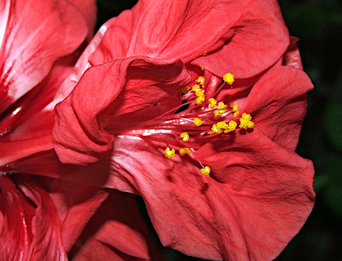 Hibiszkusz