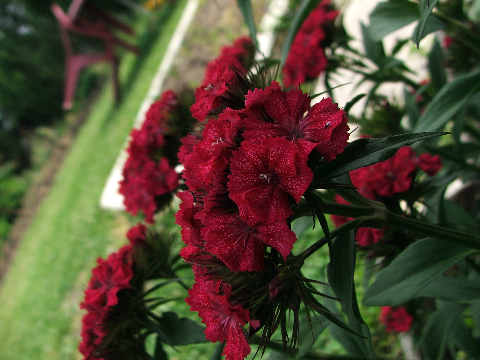 Törökszegfű (Dianthus barbatus)