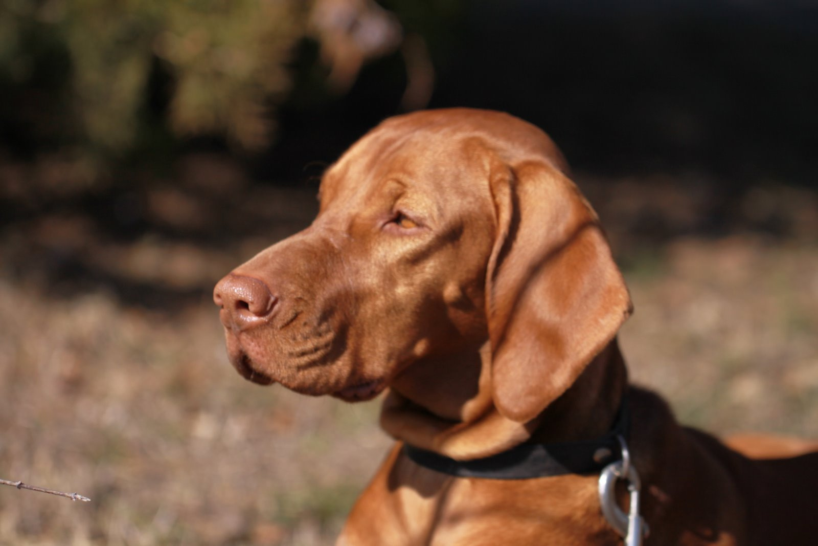 A vizsla