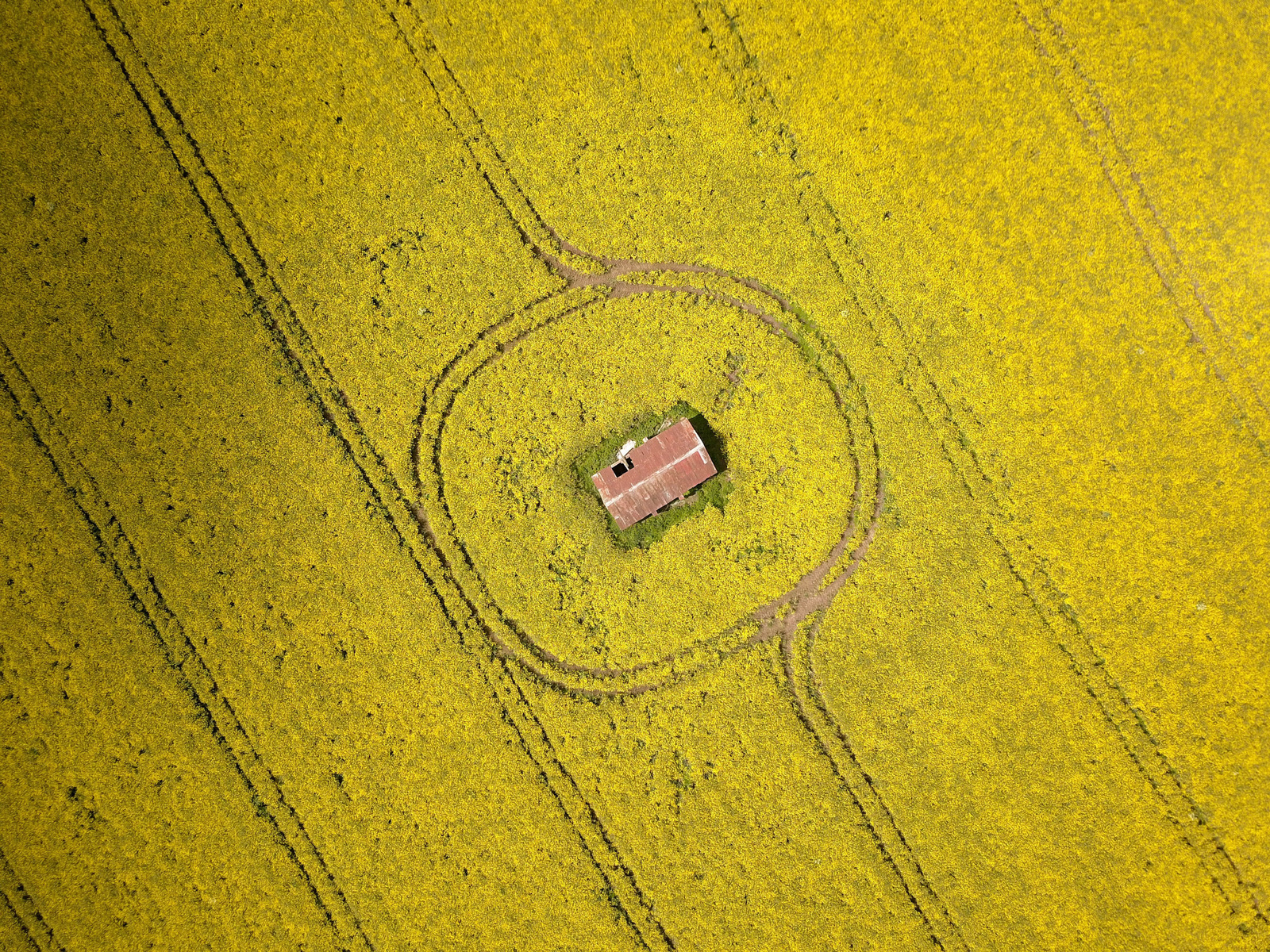 Gulyas Balint - Ruined house in a rapeseed field - UK -2019