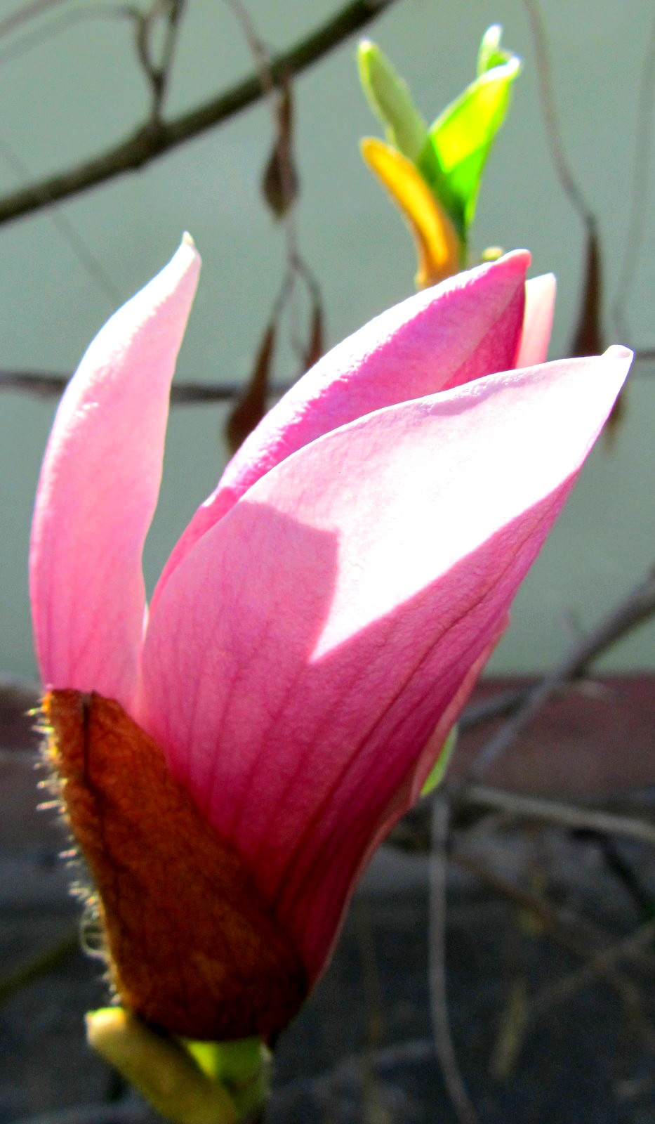 Tulipánfavirág variáció