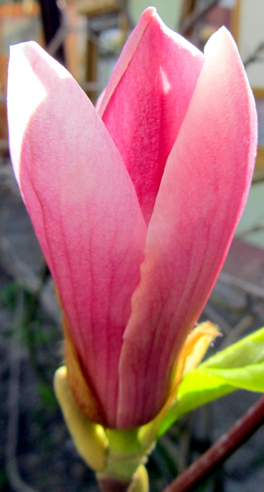 Tulipánfavirágzás