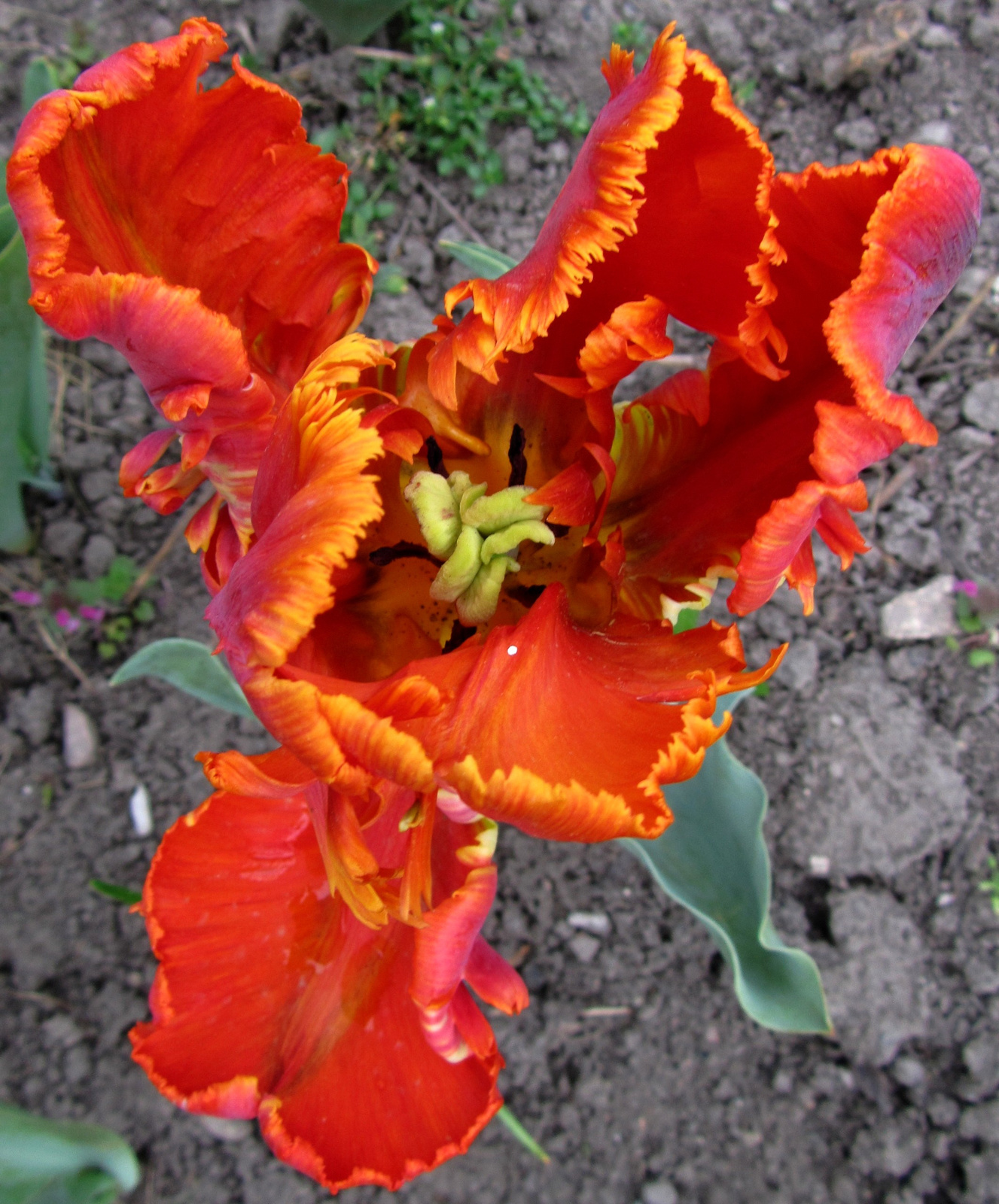 Tulipán