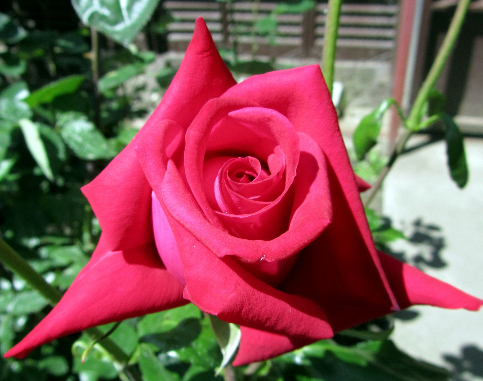Piros rózsa
