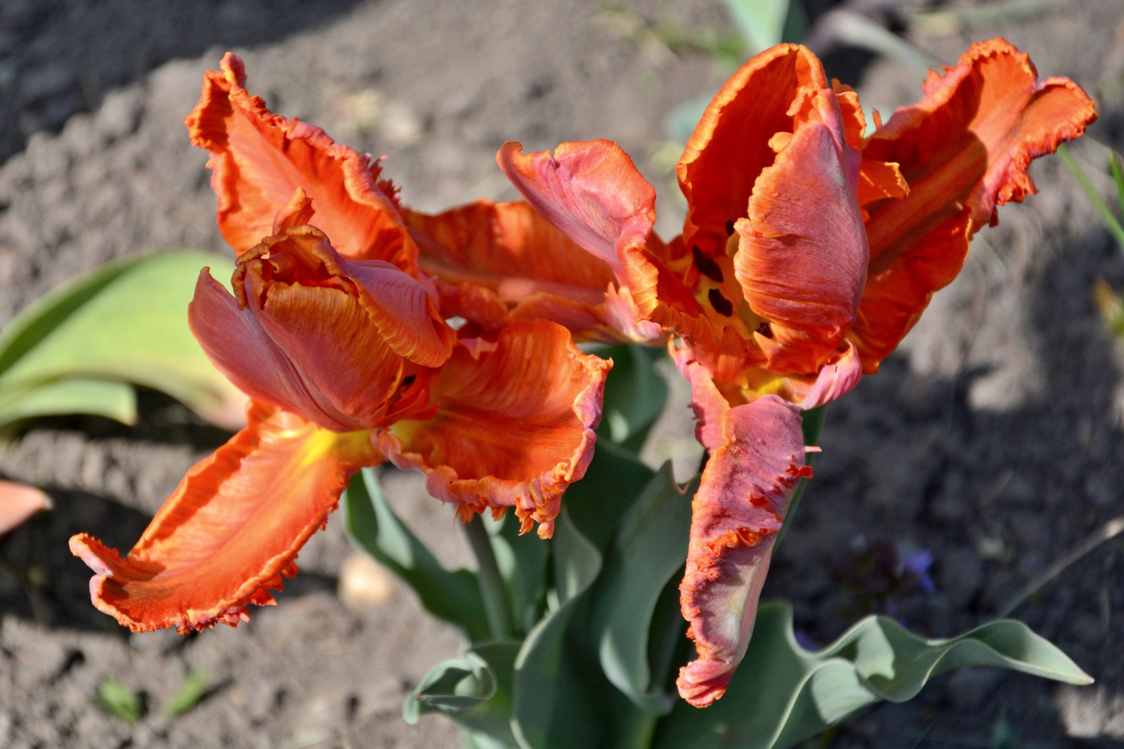 Káposzta tulipán