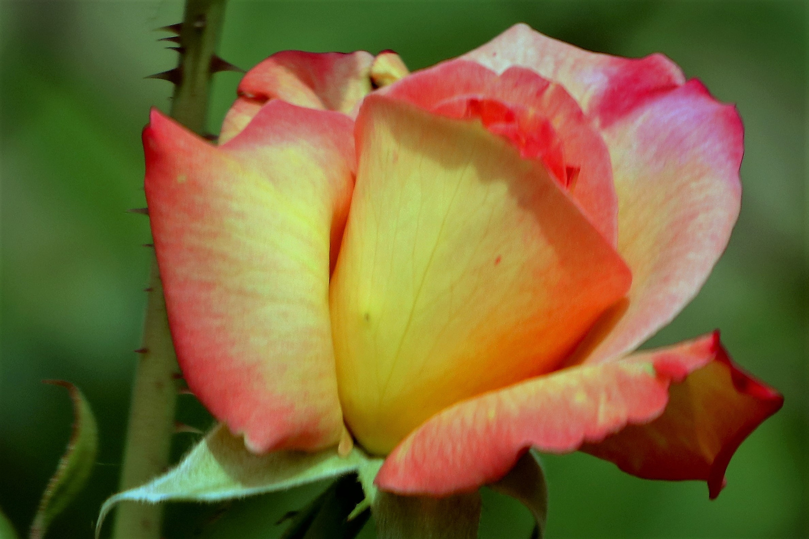 Szépséges rózsa