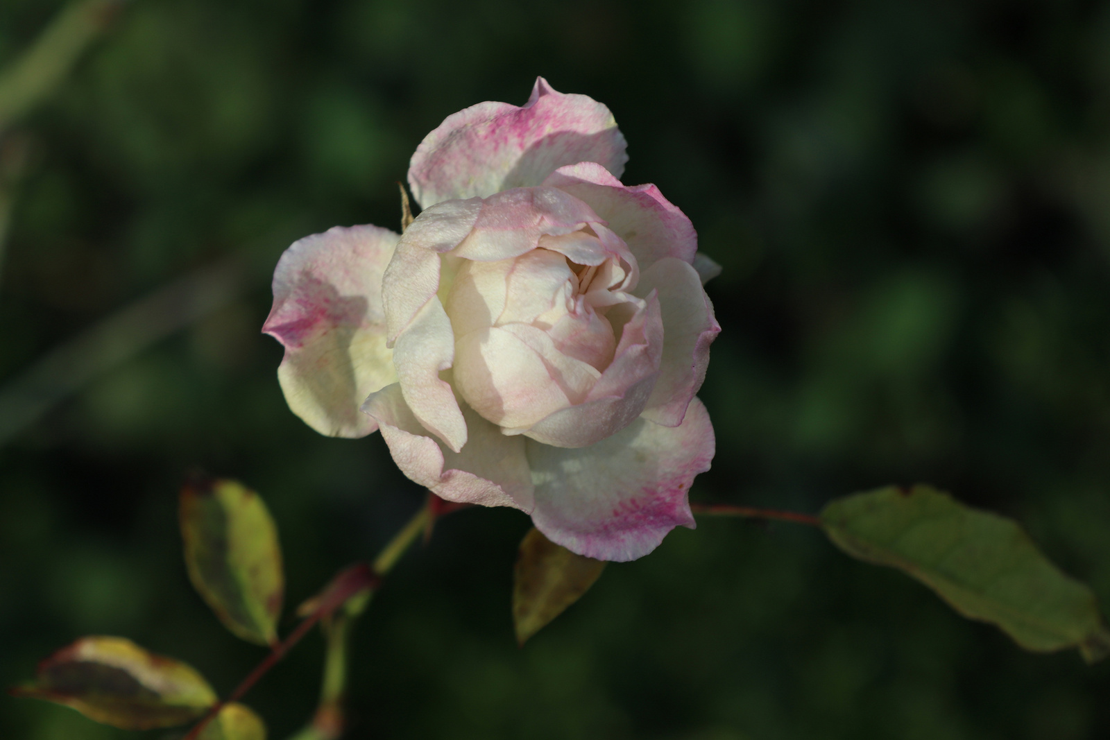 Téli rózsa