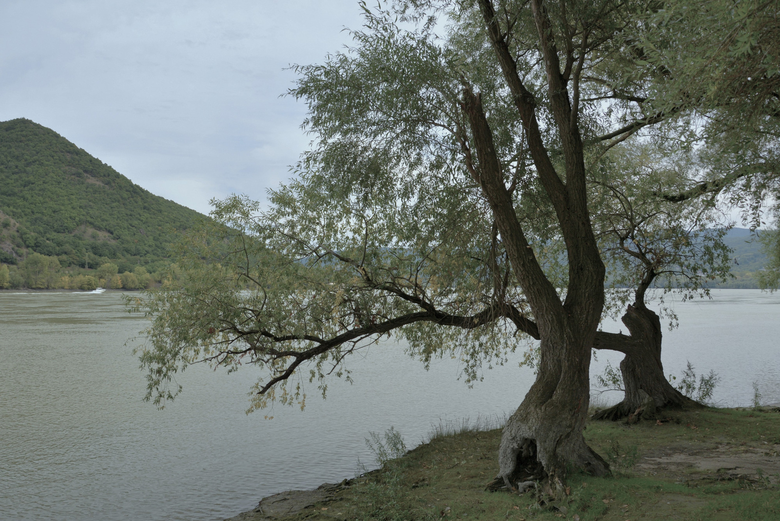 Duna parti fák