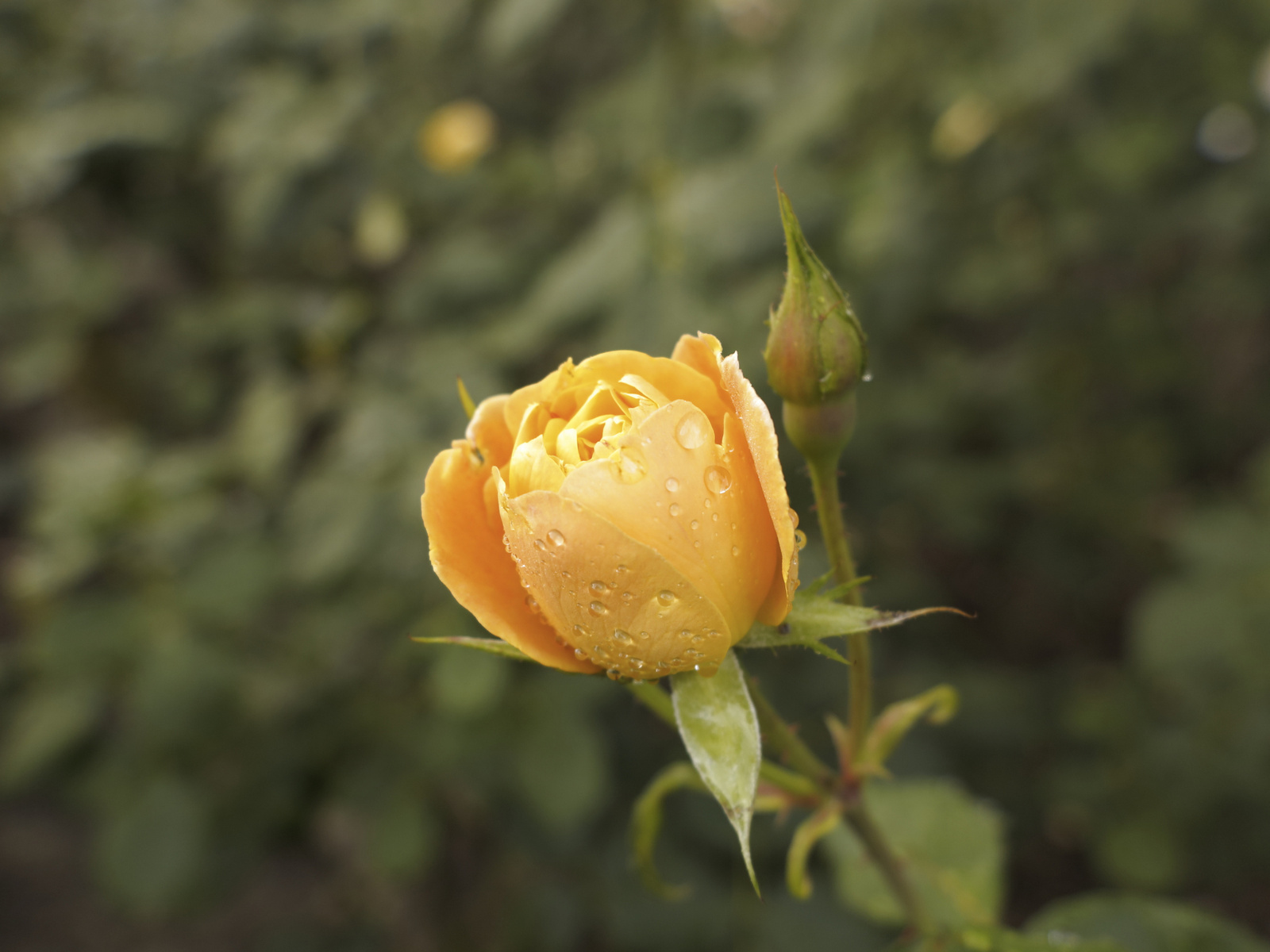 IMG 7836