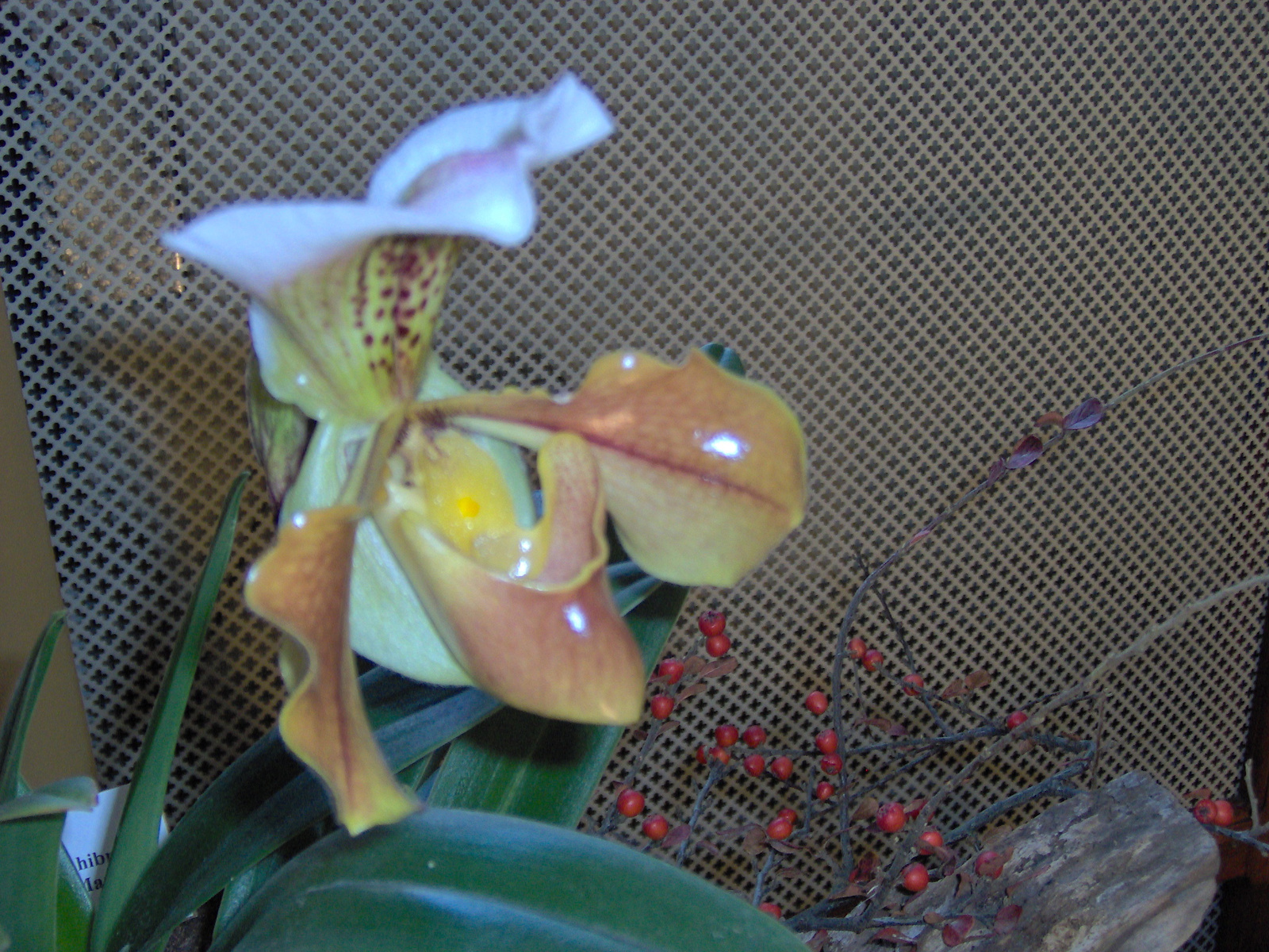 Érdekes orhidea