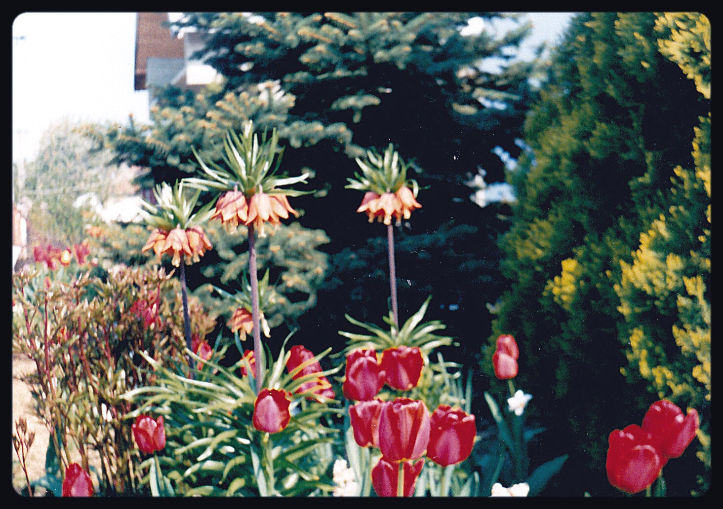 királyliliomok és tulipánok