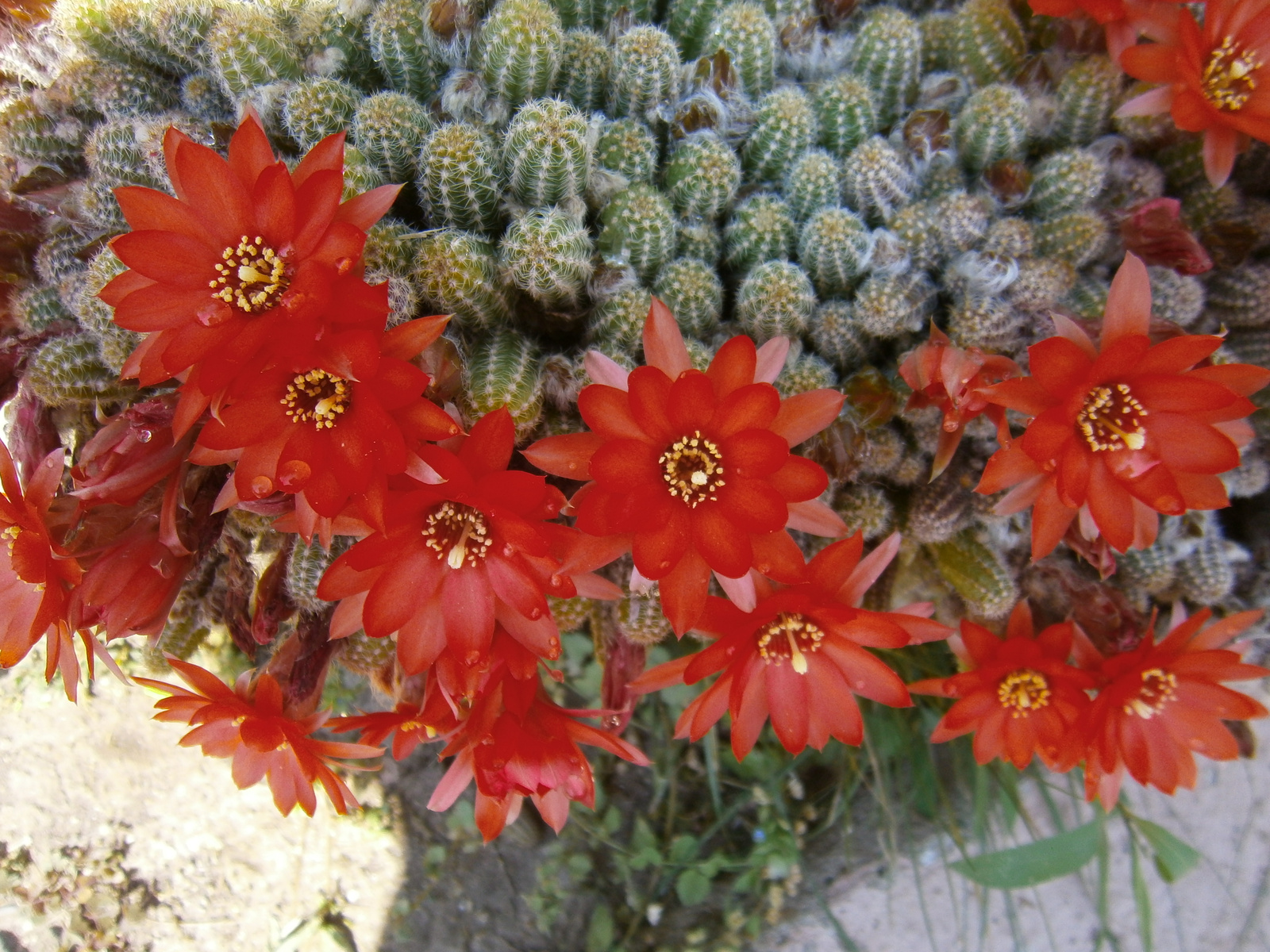 piros kis kaktusz-virágok