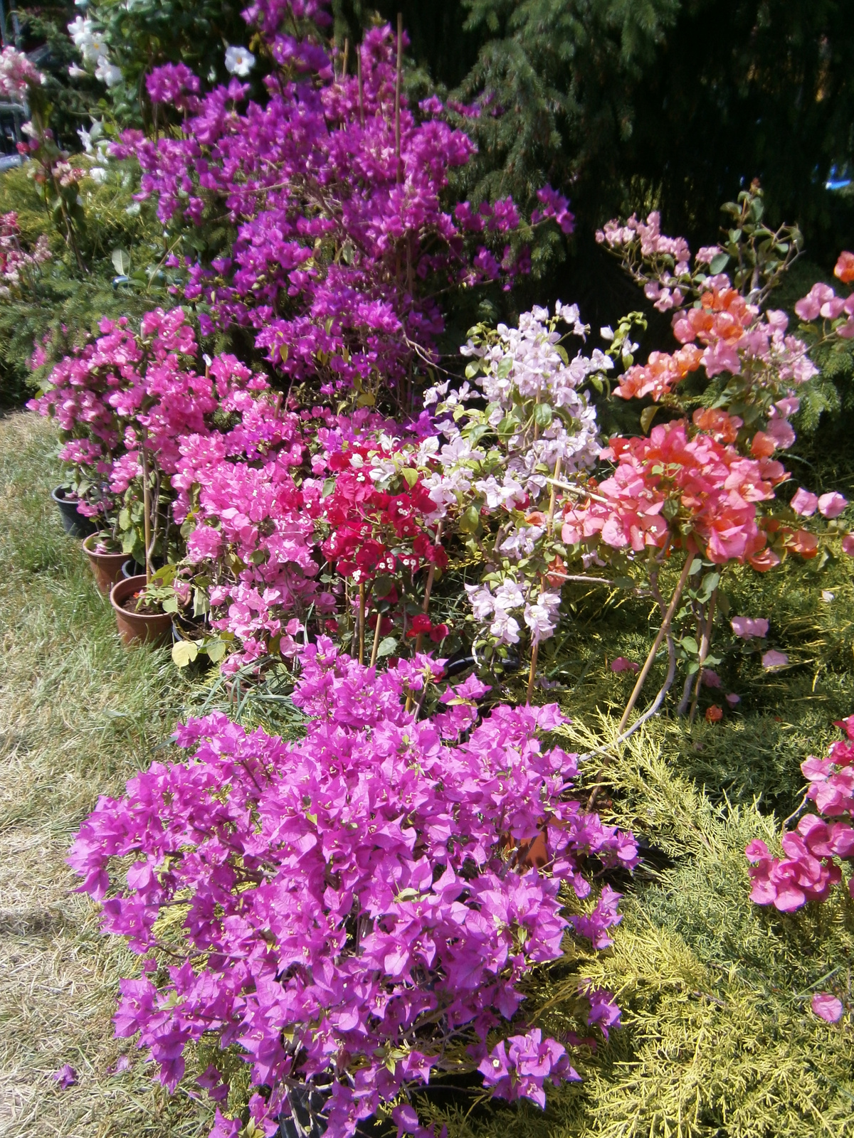 Boungainville trópusi virágok