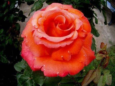 rózsa narancs-piros