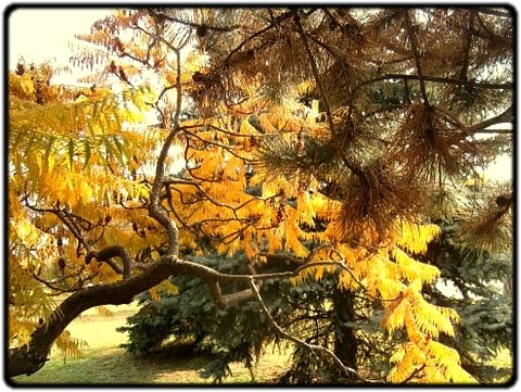 őszi színű ecetfa és feketefenyő