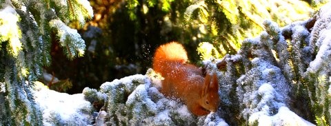 mókus a havas-fenyőn Timeline