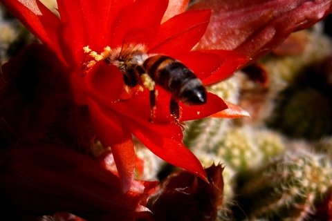 kaktusz+ méhecske
