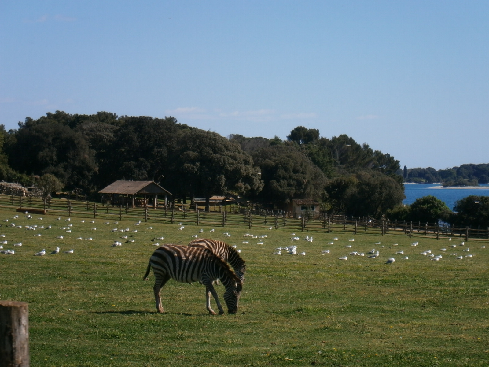 Sirályok és zebrák
