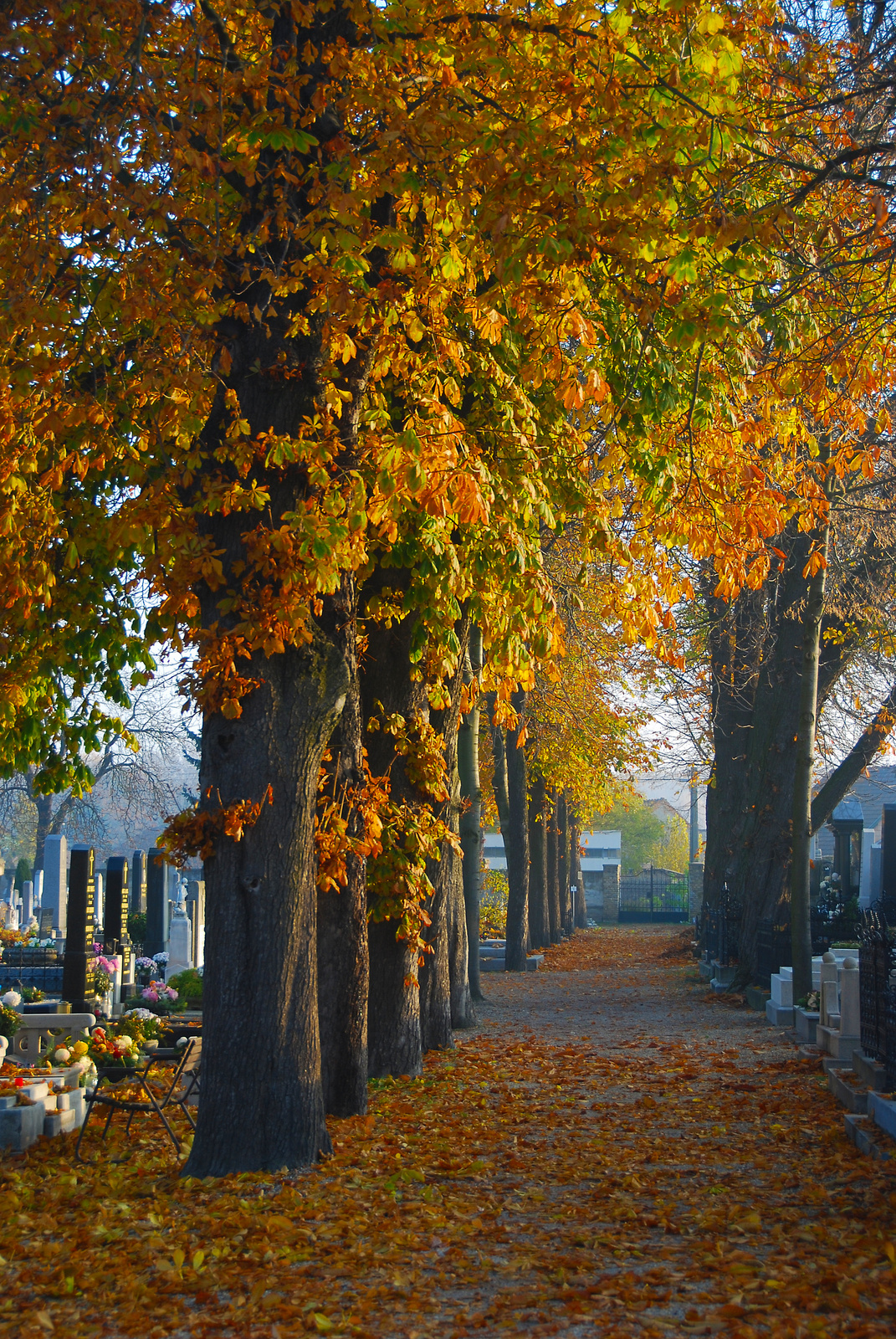 ősz a temetőben