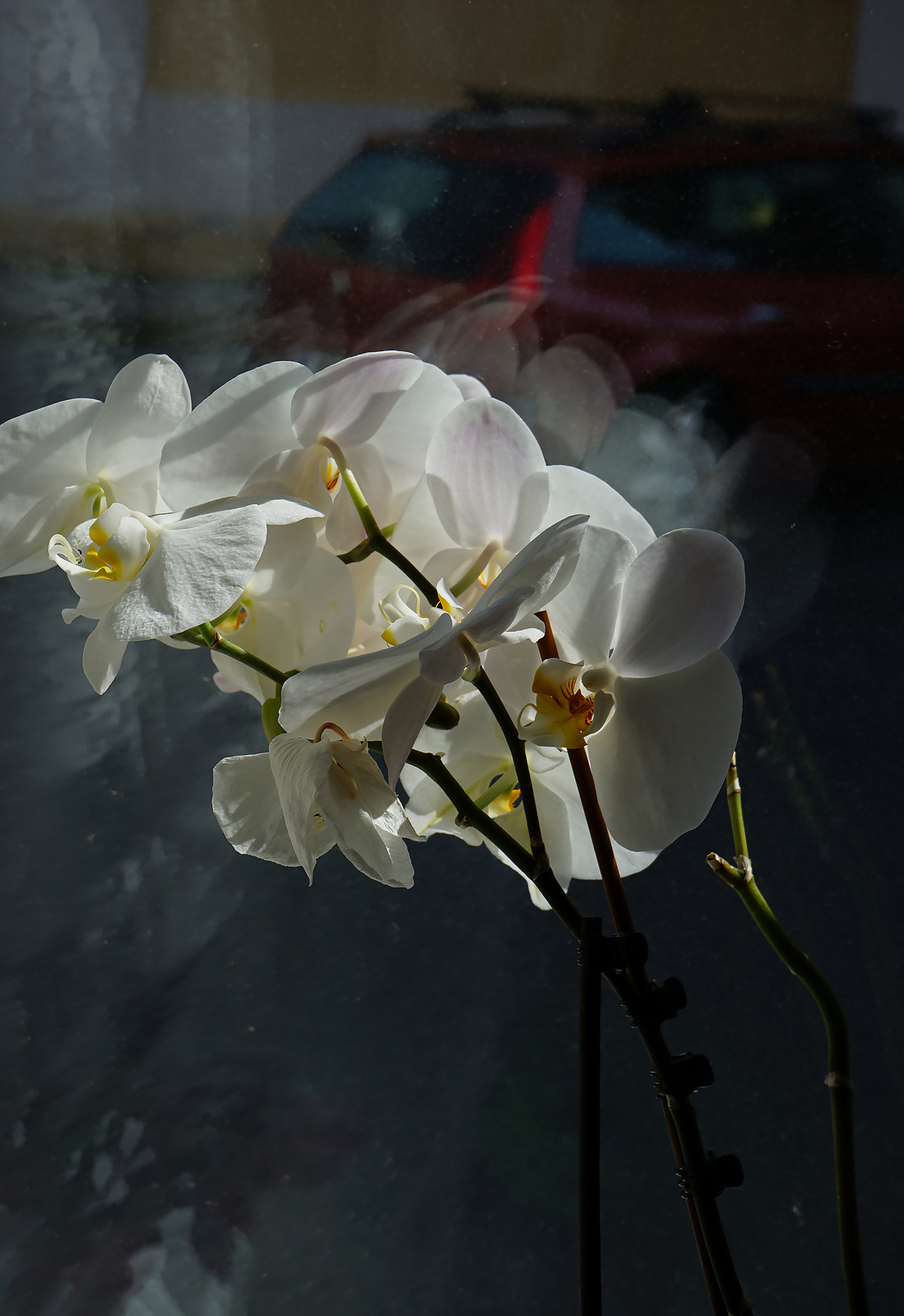 hófehérke-orchidea