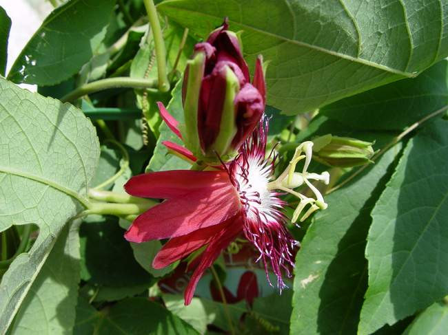 passiflora lady margaret