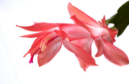 schlumbergia - Christmas cactus