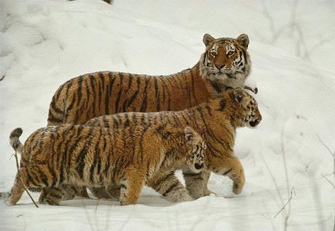 siberian-tigers-snow