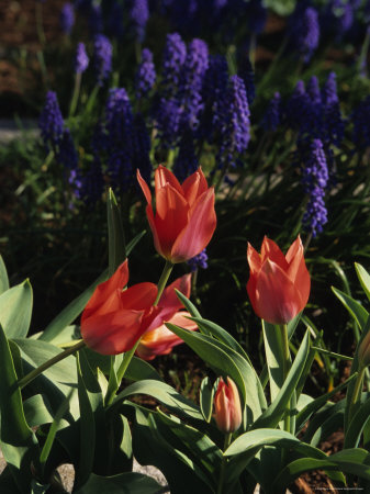 stacy-gold-spring-flowers-bloom-in-washington-d-c-